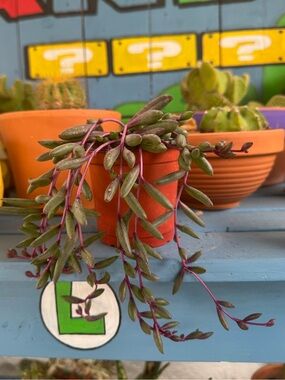 Othonna Capensis Ruby’s Necklace Succulent Plant